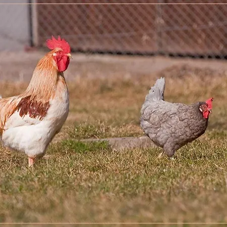 Uebernachtung Im Holzfass - Biohof Gerspach Lüks kamp alanı